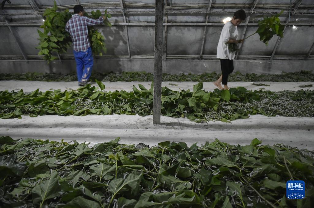 大发手机版下载